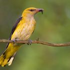 Golden oriole