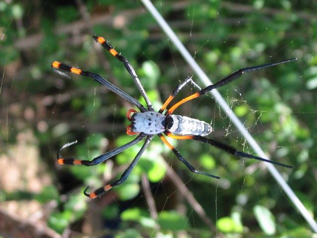 Golden Orpe Spider