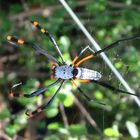 Golden Orpe Spider