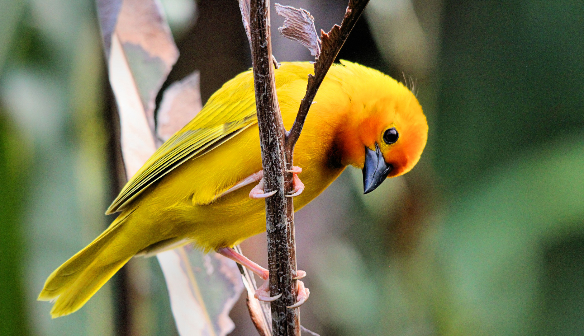 Golden Palm Webervogel