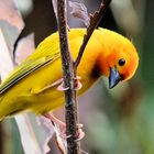 Golden Palm Webervogel