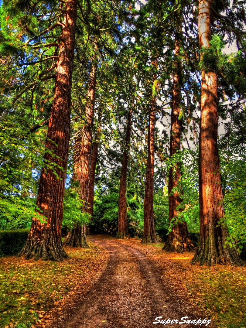 Golden Path of Autumn