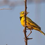 Golden Pipit,Tmetothylacus tenellus