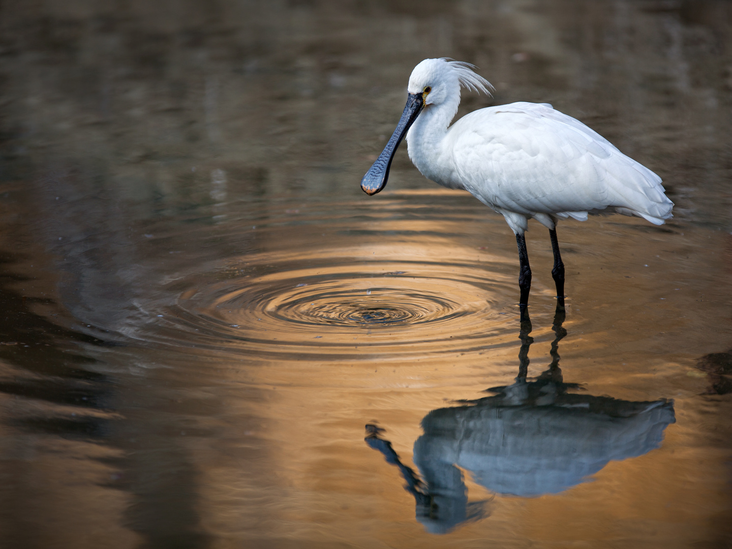 Golden Pond