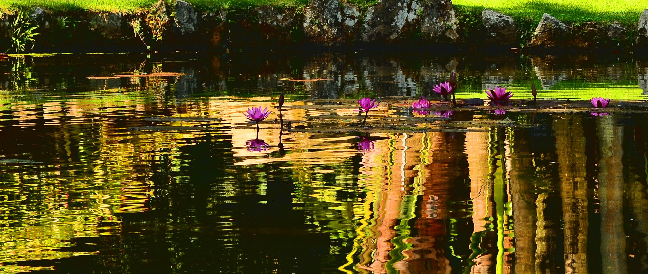 Golden pond reflections Botanical Gardens Rio de Janeiro