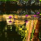 Golden pond reflections Botanical Gardens Rio de Janeiro