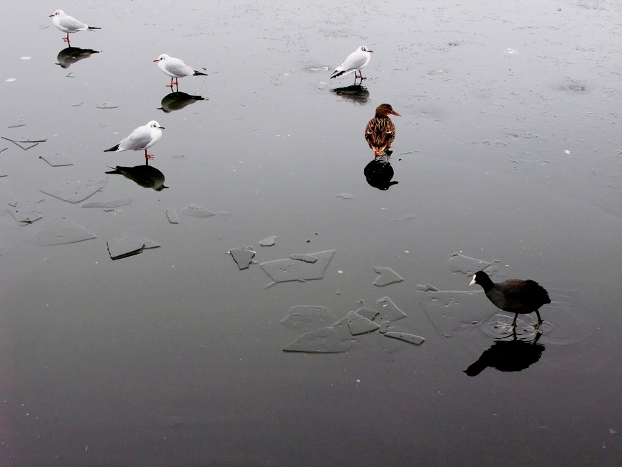 "Golden ratio" in mirror lake