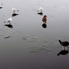 "Golden ratio" in mirror lake