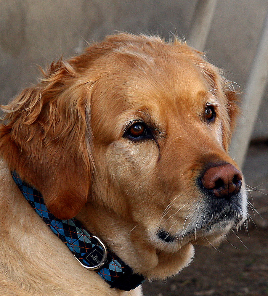 Golden Redriver Foto & Bild | haustiere, hunde Bilder auf