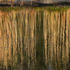 Golden Reed