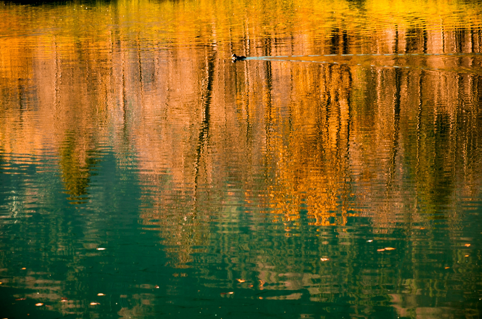 golden reflection