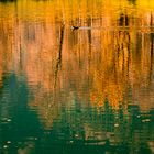 golden reflection