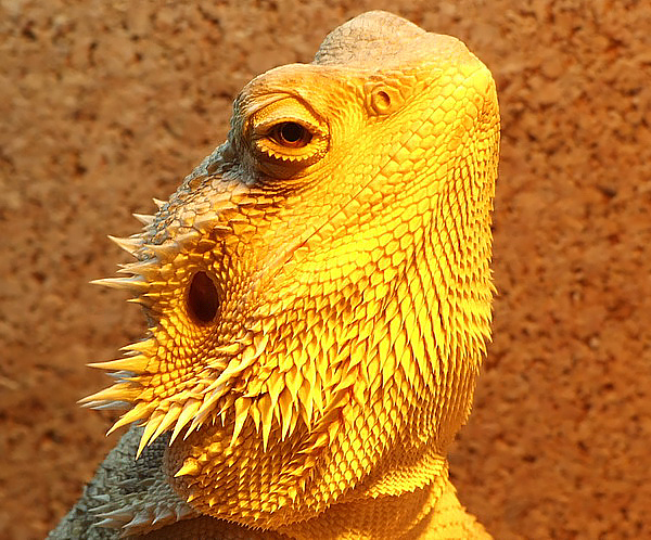 golden reptile