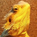 golden reptile