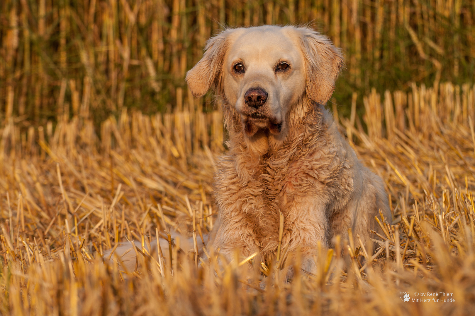 Golden Retirever - Goldi in der Abendsonne III