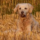 Golden Retirever - Goldi in der Abendsonne III