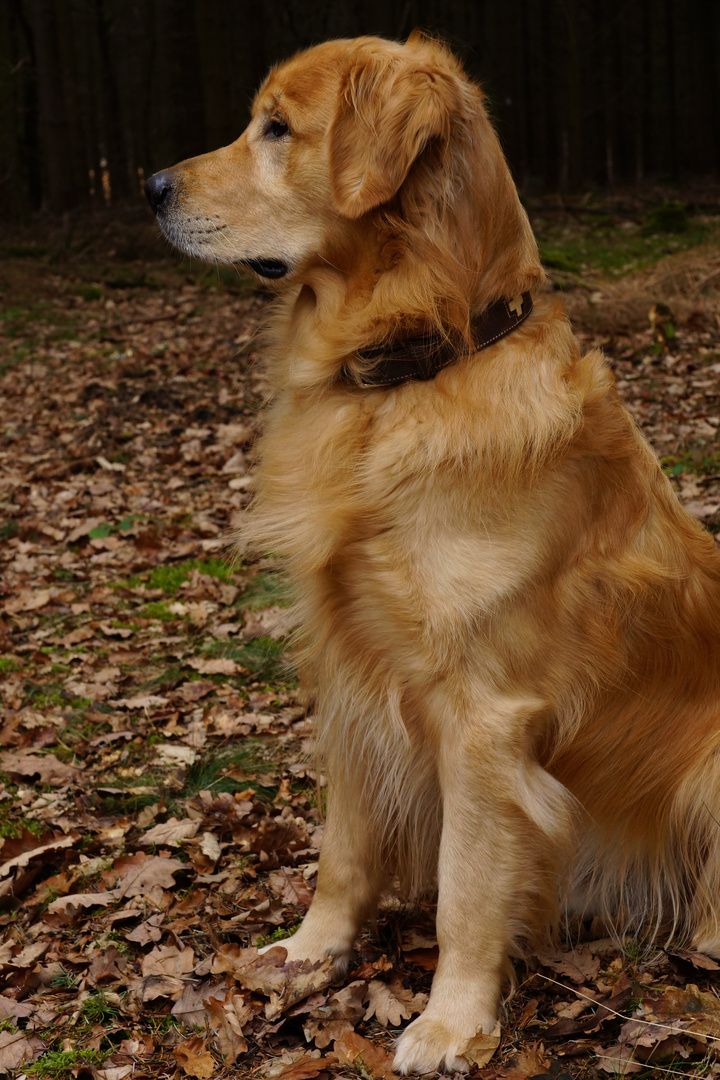 Golden Retriever 1