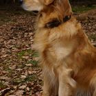 Golden Retriever 1