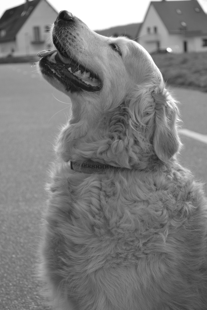 Golden Retriever