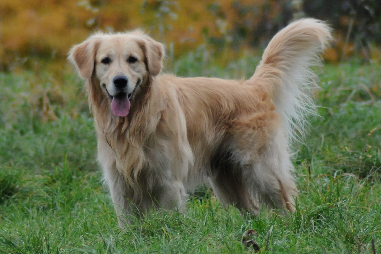 Golden Retriever