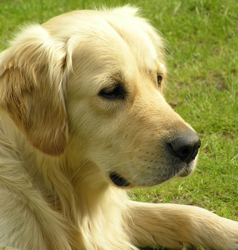 Golden Retriever