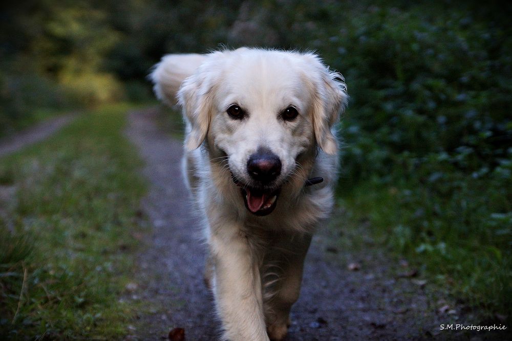 Golden Retriever