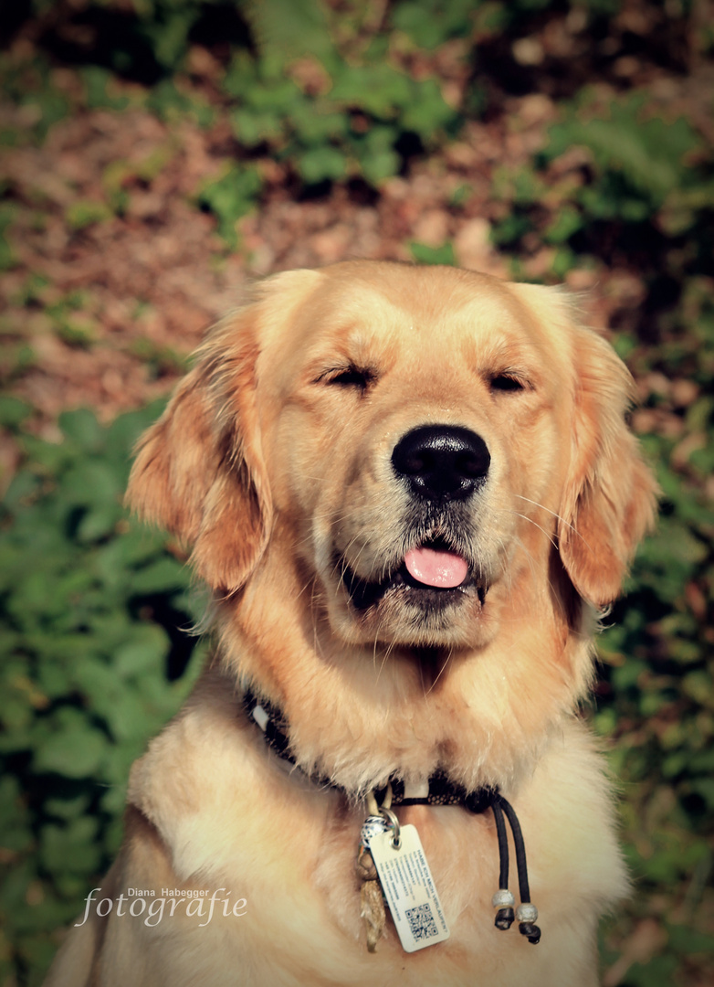 Golden Retriever 2