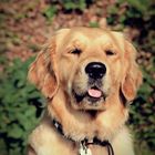 Golden Retriever 2