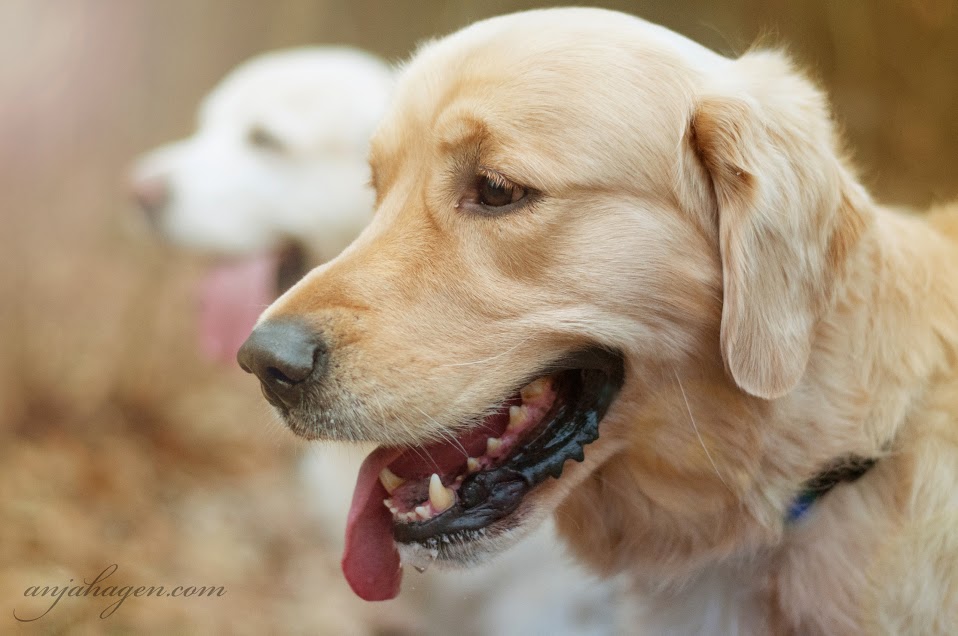 Golden Retriever (2)