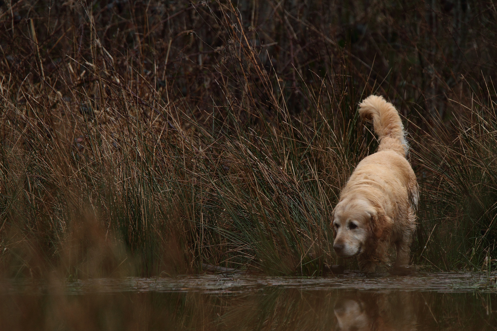 Golden retriever