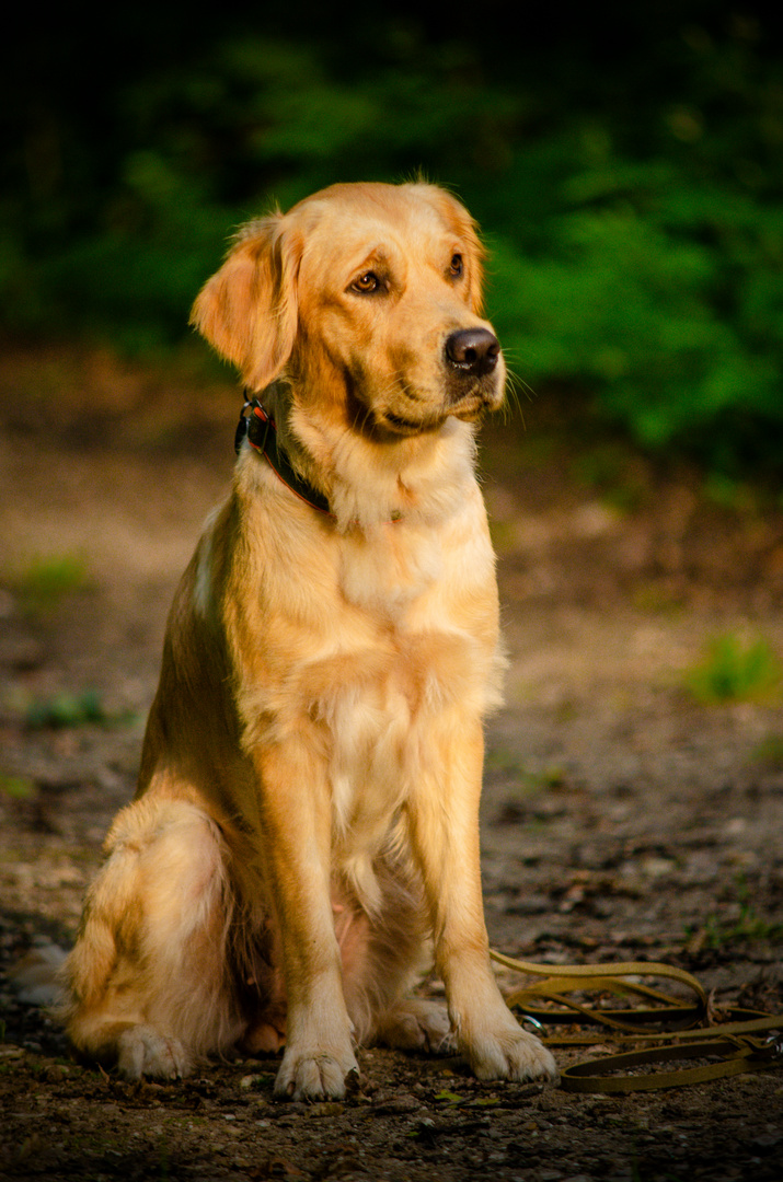 Golden Retriever