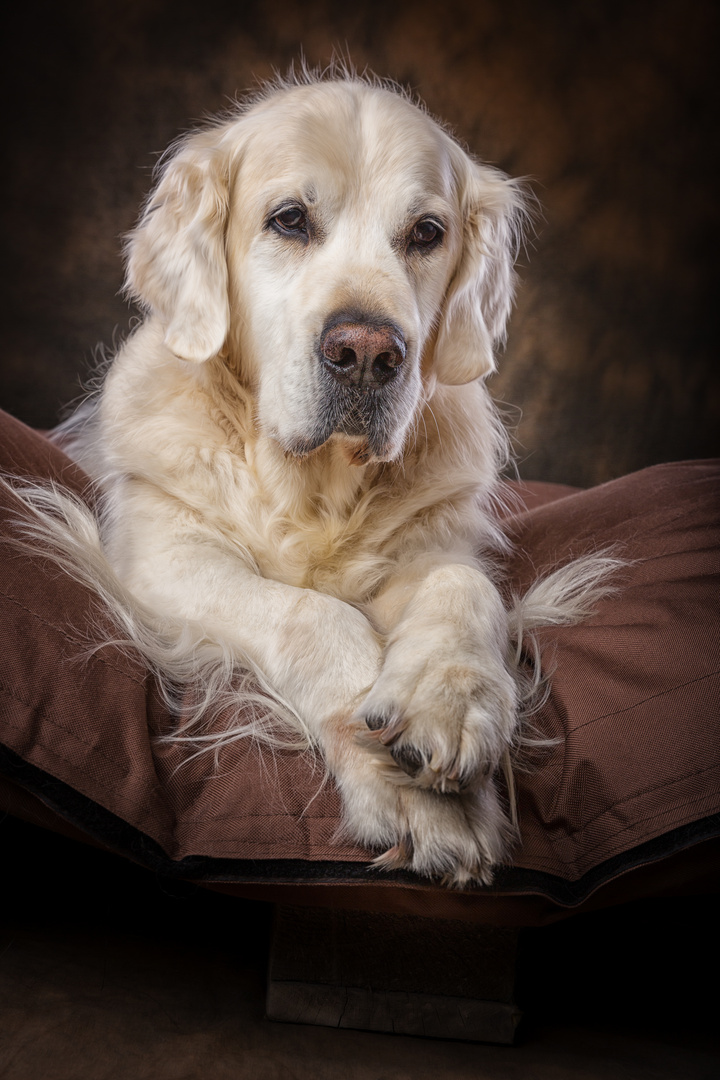 Golden Retriever