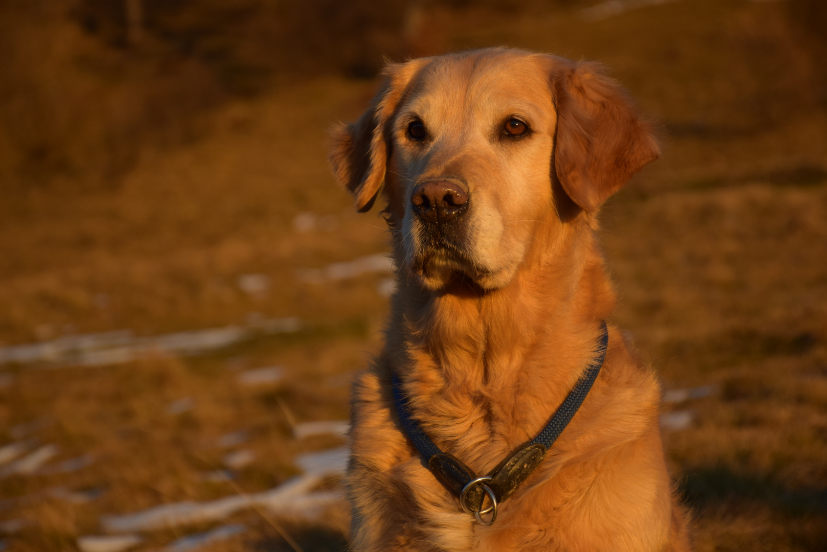 golden retriever