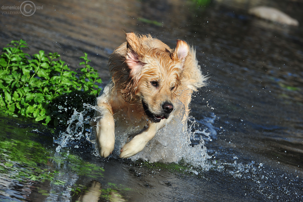 Golden Retriever