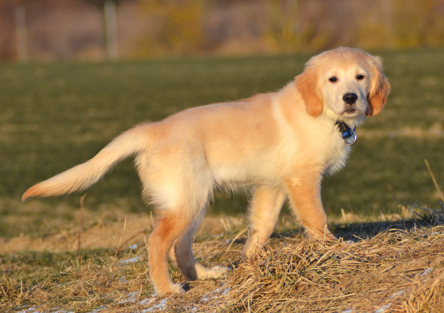 Golden Retriever