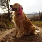 Golden Retriever 5