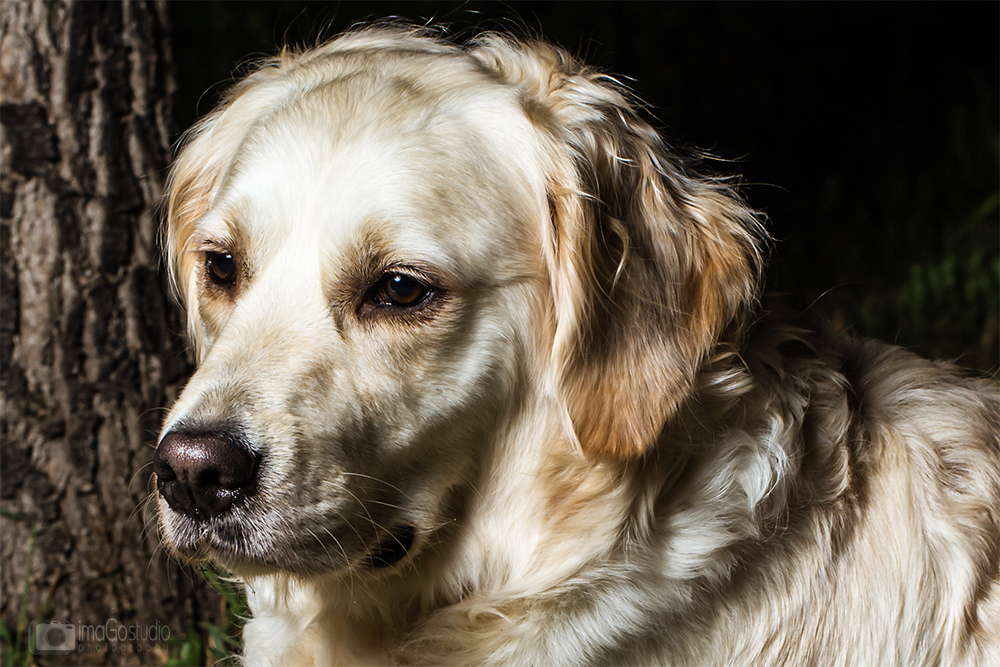 Golden Retriever