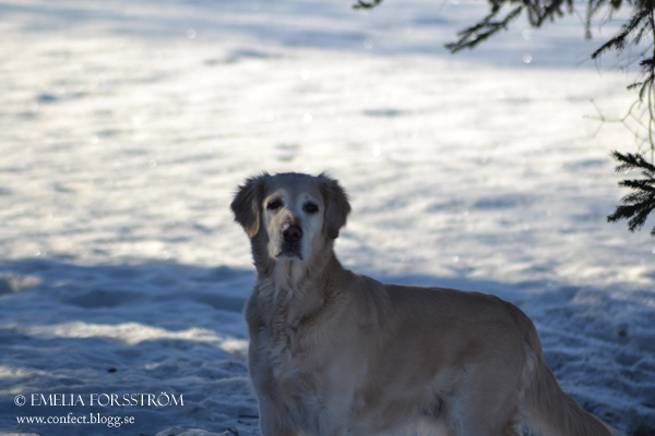 Golden retriever