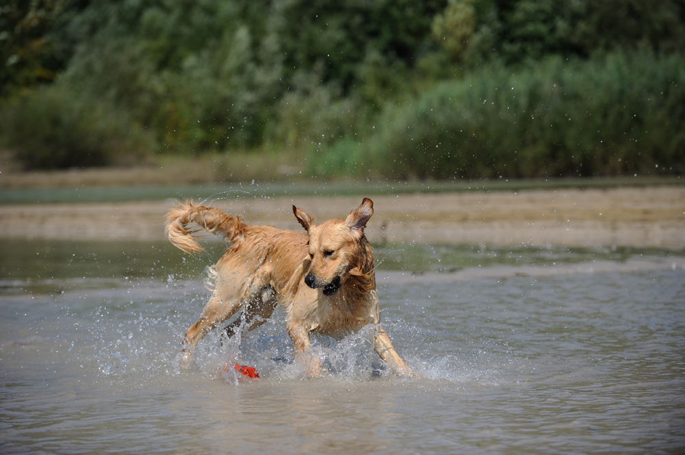 Golden Retriever