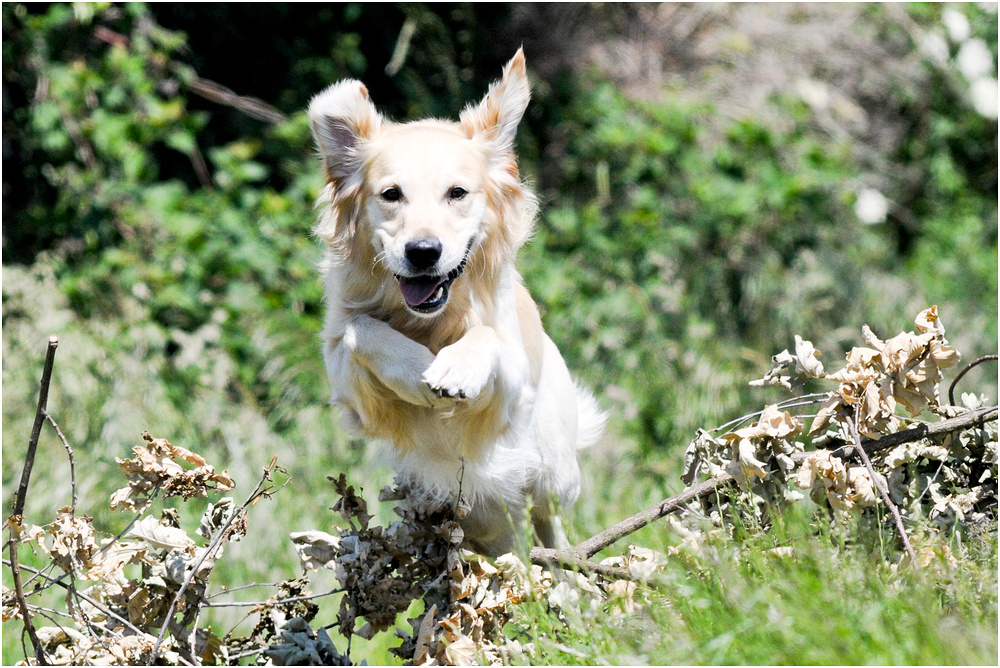 Golden Retriever