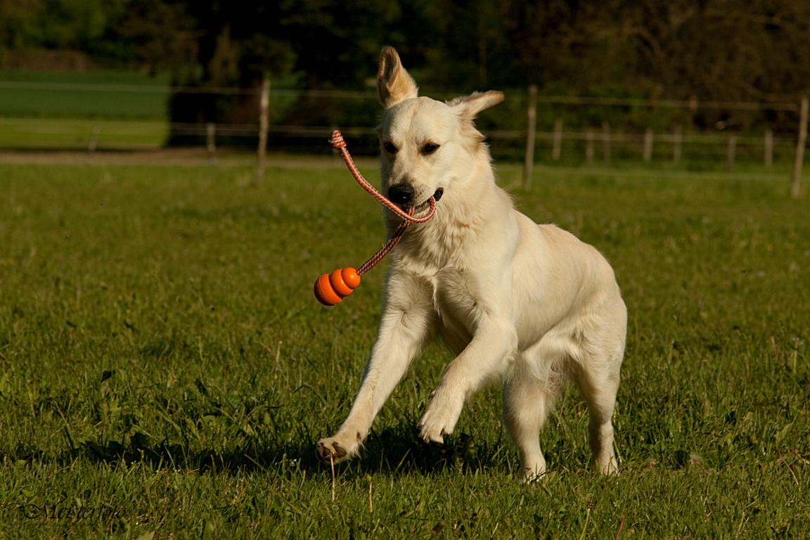 Golden Retriever 8 Monate alt.