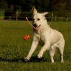 Golden Retriever 8 Monate alt.