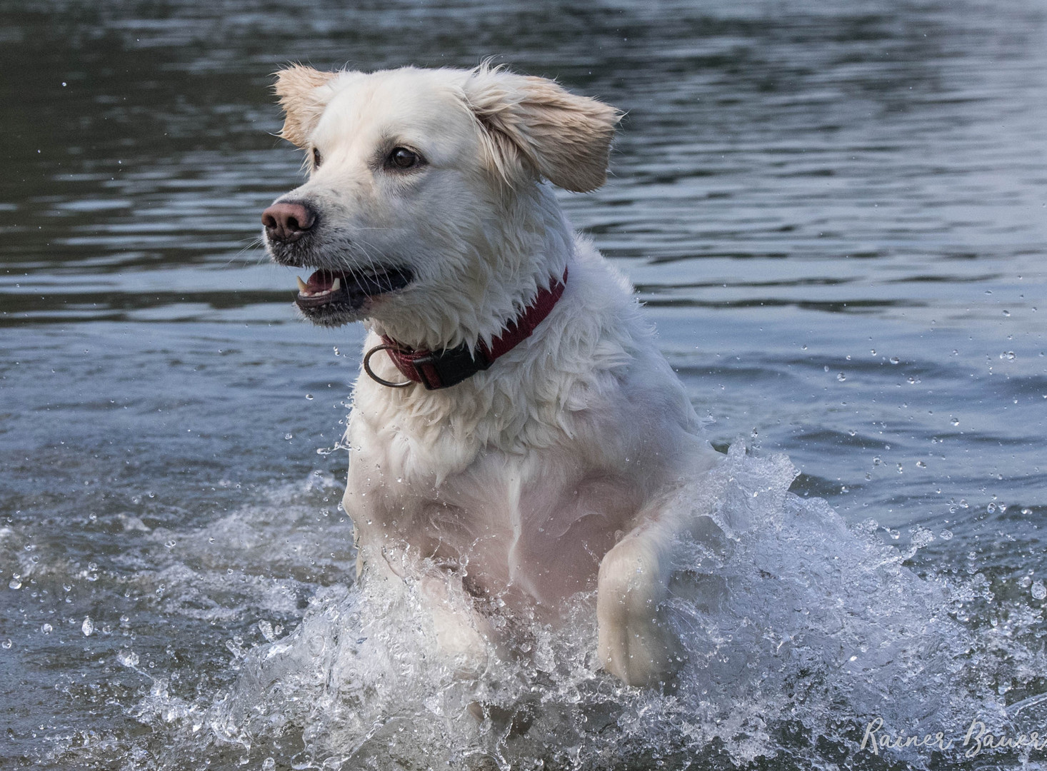 Golden Retriever 