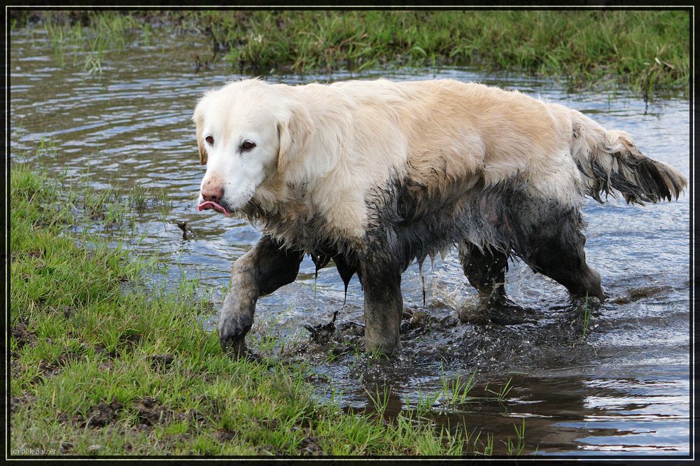 Golden Retriever ?