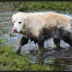 Golden Retriever ?