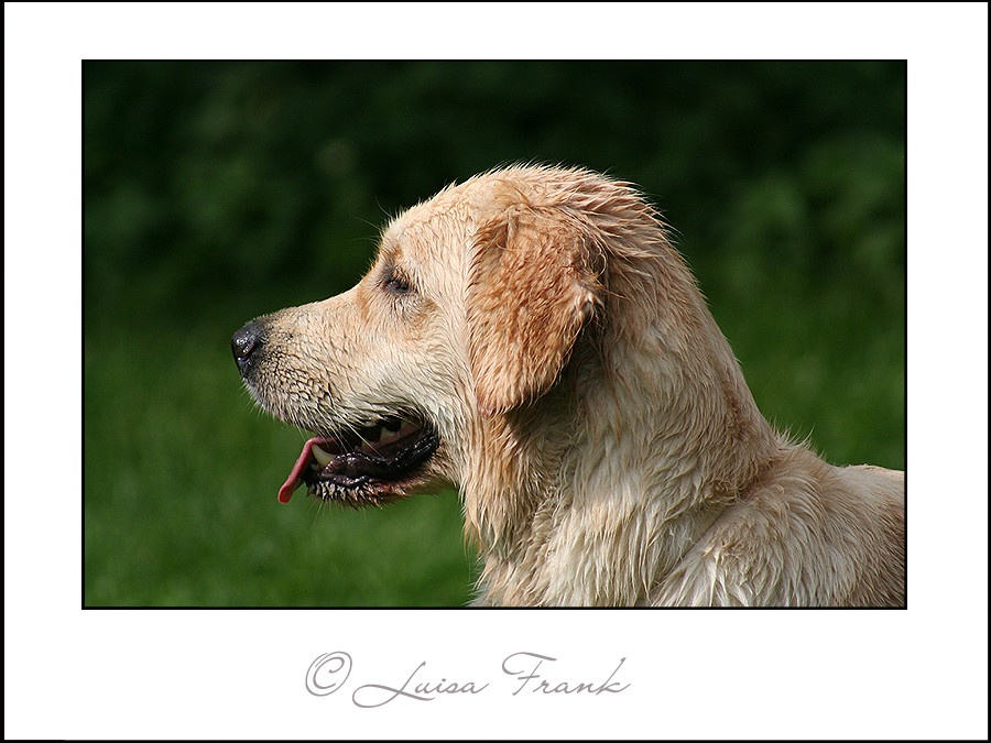 Golden Retriever