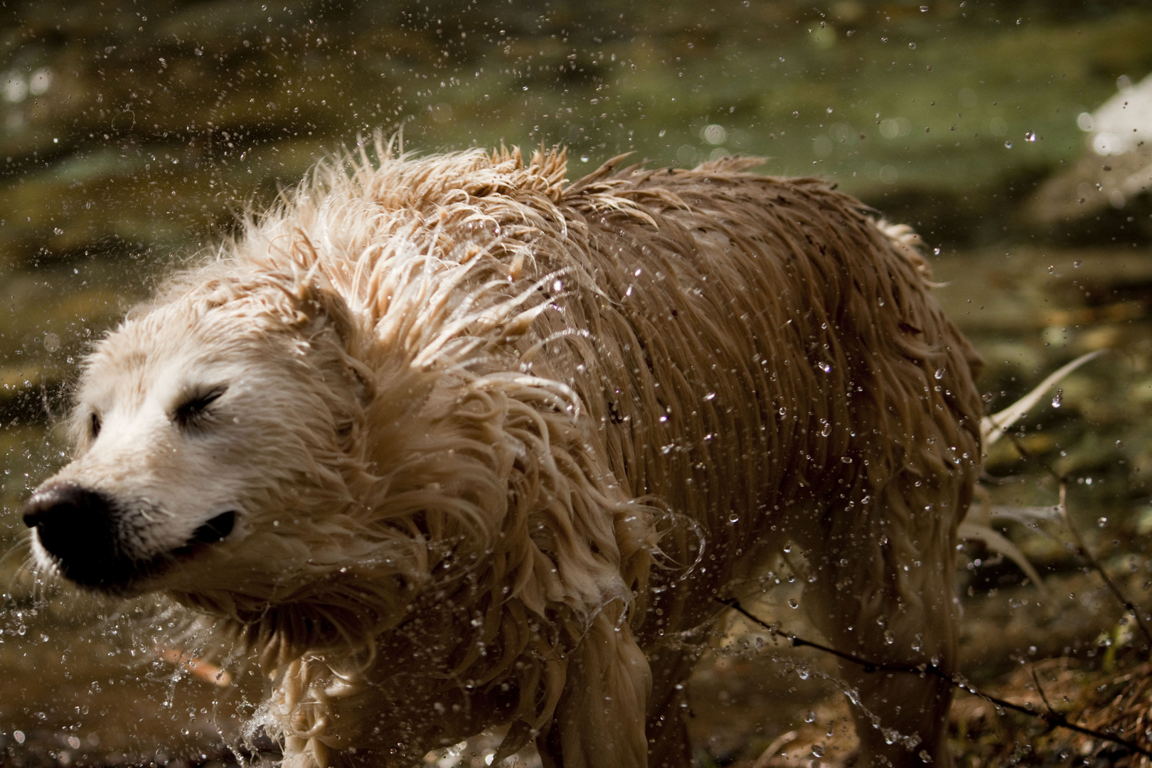 Golden Retriever