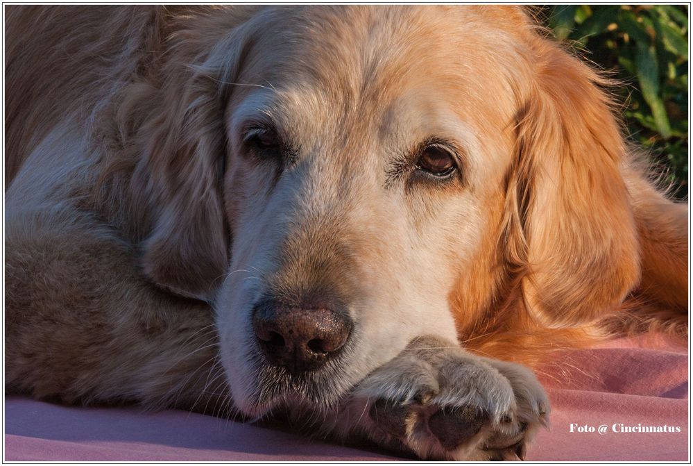 Golden Retriever