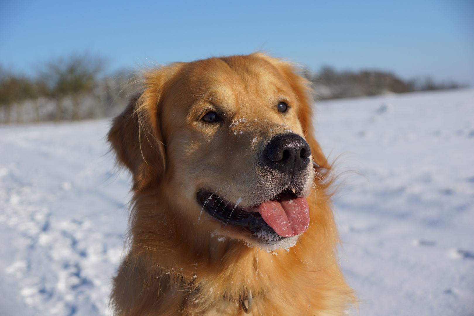 Golden Retriever