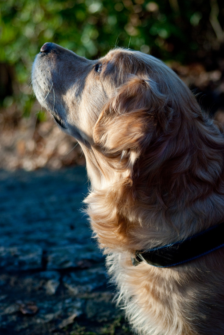 Golden-Retriever